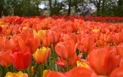 Messer Tulipano 2019 torna al Castello di Pralormo