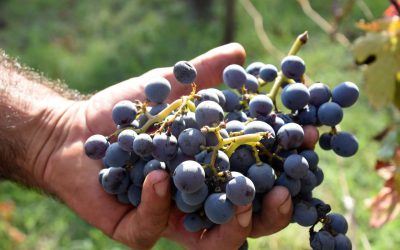 Vendemmia agli scavi di Pompei. Ecco il vino “Villa dei Misteri”