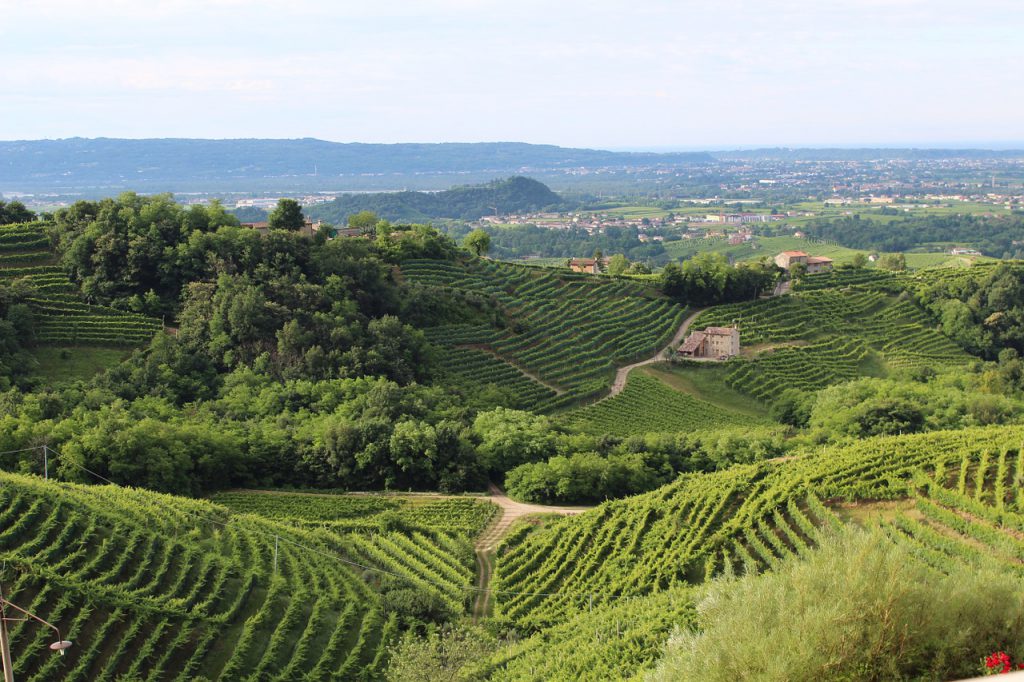 acqua vigneti vino