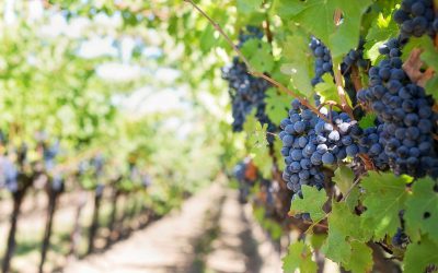 Alle radici del vino: scienziati nei vigneti per seguire i percorsi dell’acqua