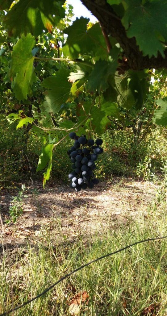 vendemmia