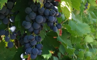 La vendemmia, una storia plurimillenaria