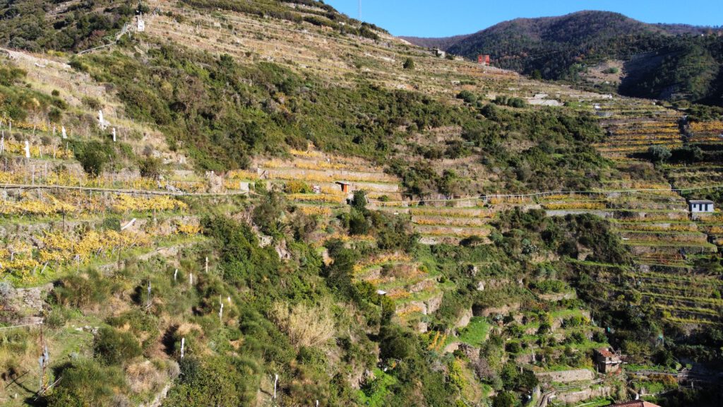 pulizia anfiteatro Manarola