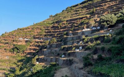 Stonewallsforlife: assegnati terreni recuperati alle aziende agricole locali, proroga del progetto