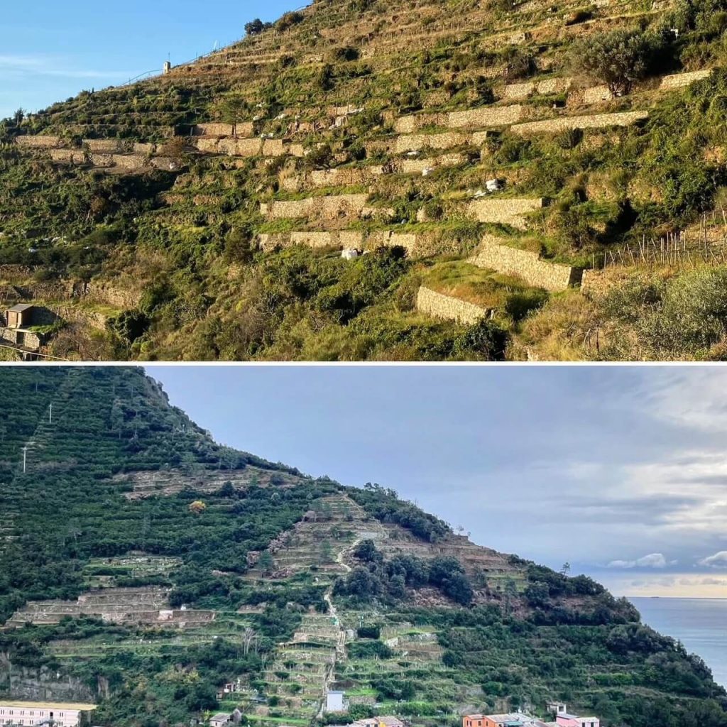 StonewallsforLife Pulizia Ripristino Muri Manarola